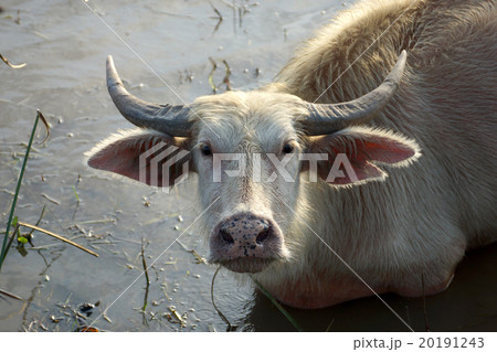 Close up White Buffalo 20191243