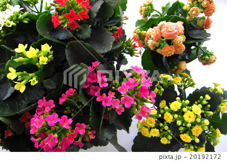 カランコエ　3種類 20192172