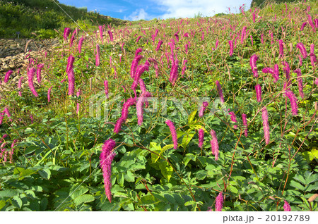 カライトソウ カライトソウ 20192789