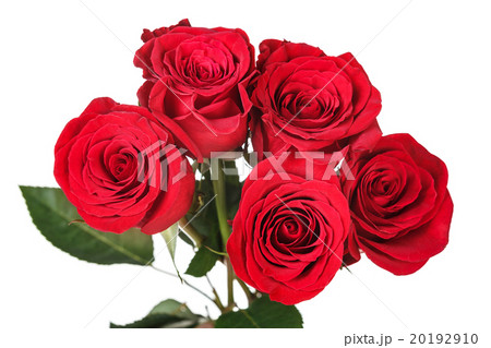 Saturated red perfect rose 20192910