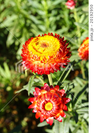 Everlasting or straw flowers Everlasting or straw flowers 20192950