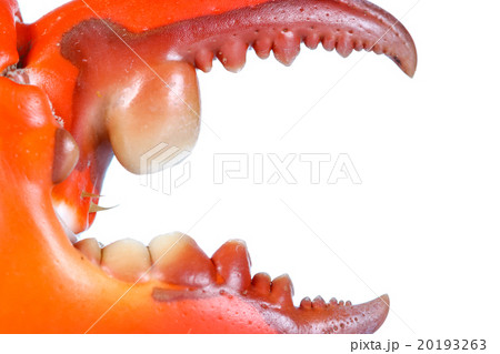 Boiled claw crab at corner 20193263