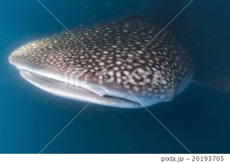 Whale Shark scuba underwater portrait Whale Shark scuba underwater portrait 20193705