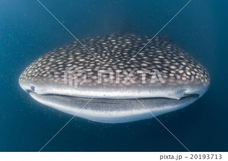 Whale Shark scuba underwater portrait 20193713