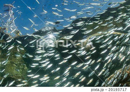 Sea lion Seals after sardine bait ball Sea lion Seals after sardine bait ball 20193717