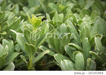 Abstract nature background. Green leaves texture. 20193968