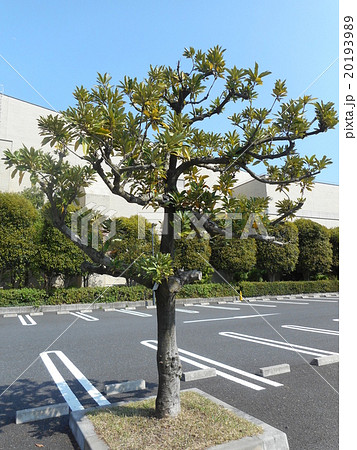 マテバシイ 20193989