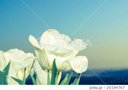 white tulip white tulip 20194767