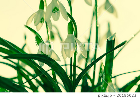 snowdrop snowdrop 20195023