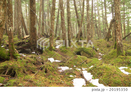 残雪の原生林 20195350