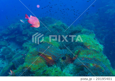 Tropical Fish on Coral Reef Tropical Fish on Coral Reef 20195401