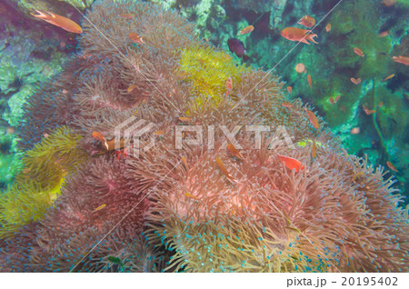 Tropical Fish on Coral Reef Tropical Fish on Coral Reef 20195402