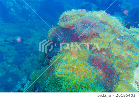 Tropical Fish on Coral Reef Tropical Fish on Coral Reef 20195403