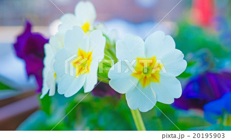 プリムラ　16：9 20195903