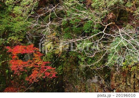 紅葉　 20196010