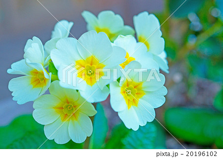 プリムラ 20196102