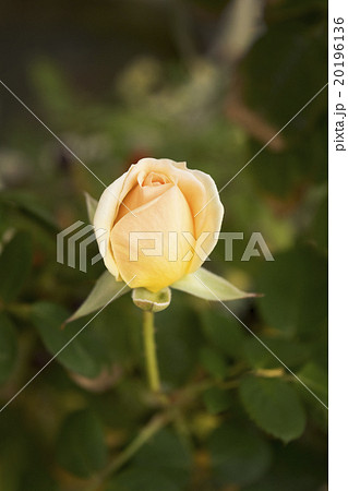 バラ　りくほたる 20196136