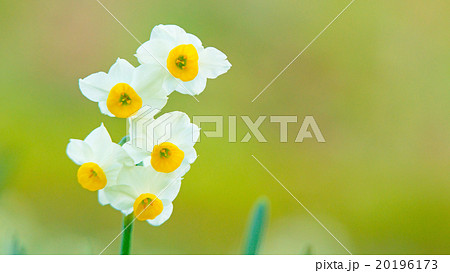 すいせん　16：9 20196173