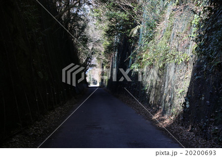 緑のトンネルの写真 20200693