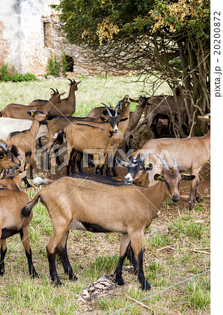 herd of goats, Aveyron, Midi Pyrenees, France herd of goats, Aveyron, Midi Pyrenees, France 20200872