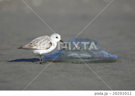 打ち上げられたクラゲとミユビシギ 20201011