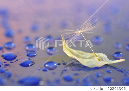 水滴写真　タンポポとニゲラの花びら 20201306