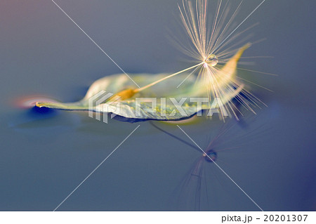 水滴写真 タンポポとニゲラの花びら 水滴写真 タンポポとニゲラの花びら 20201307