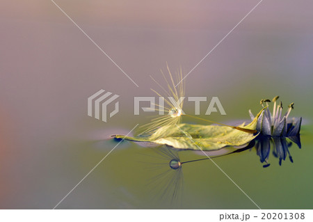 水滴写真　タンポポと花びら 20201308