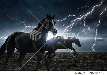 Running black horses 20201465