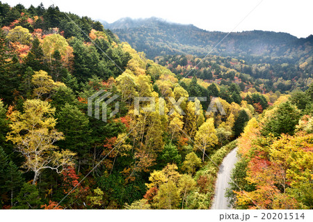 紅葉の道 紅葉の道 20201514