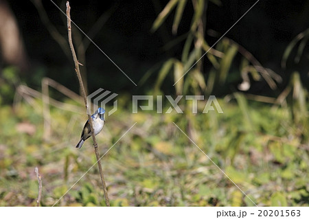 ルリビタキ 20201563