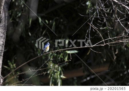 ルリビタキ ルリビタキ 20201565