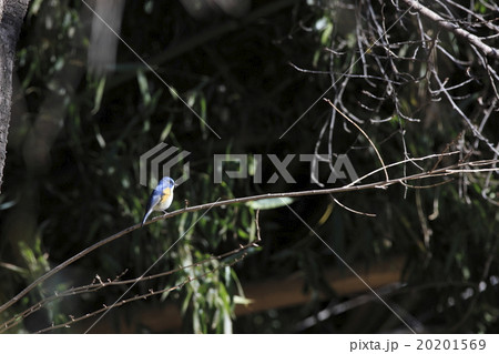 ルリビタキ ルリビタキ 20201569