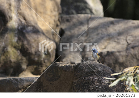 ルリビタキ ルリビタキ 20201573