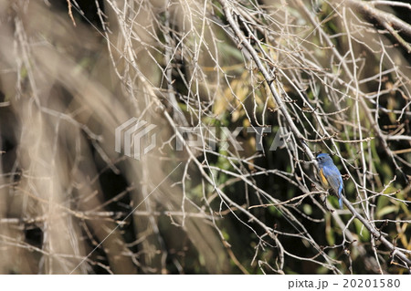 ルリビタキ ルリビタキ 20201580