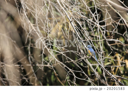 ルリビタキ ルリビタキ 20201583