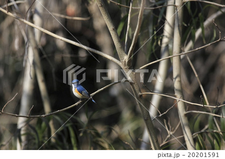 ルリビタキ 20201591