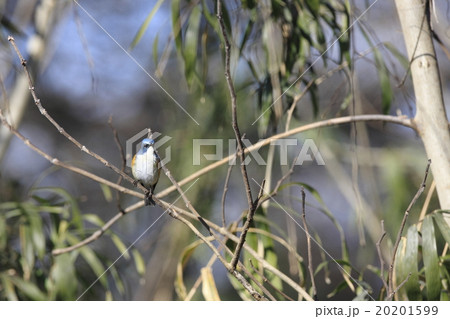 ルリビタキ 20201599