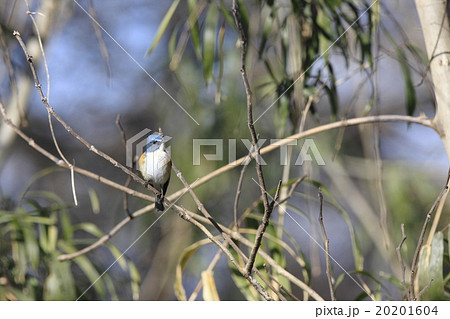 ルリビタキ 20201604