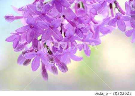 Blooming lilac flowers 20202025