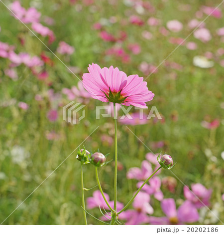 cosmos flower in the garden 20202186