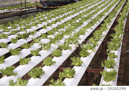 Organic vegetables hydrophonic Plantation Organic vegetables hydrophonic Plantation 20202299