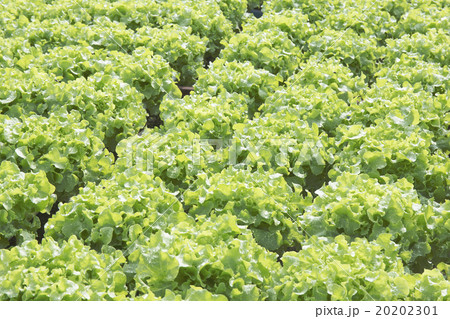Farm of Hydroponic Plantation Farm of Hydroponic Plantation 20202301
