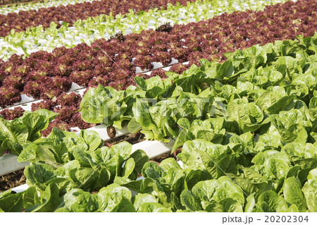 Farm of Hydroponic Plantation 20202304