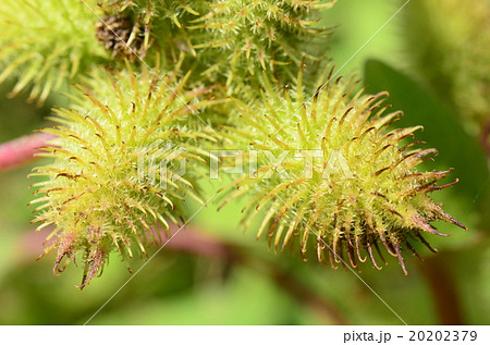 海岸近くに生えてたイガオナモミ！ 20202379