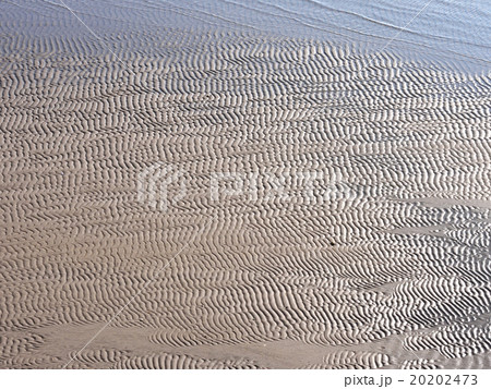 干潟の砂紋 干潟の砂紋 20202473