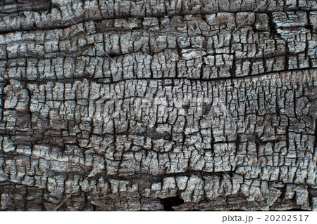 Tree bark texture, close-up Tree bark texture, close-up 20202517