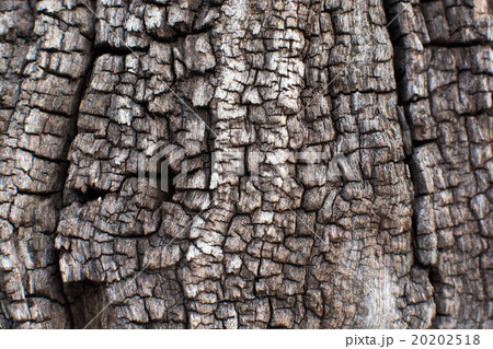 Tree bark texture, close-up Tree bark texture, close-up 20202518