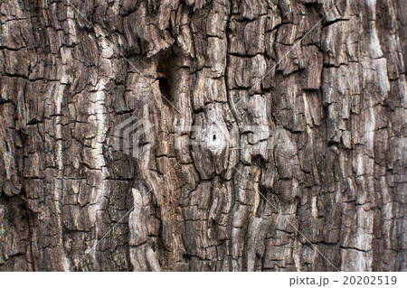 Tree bark texture, close-up Tree bark texture, close-up 20202519
