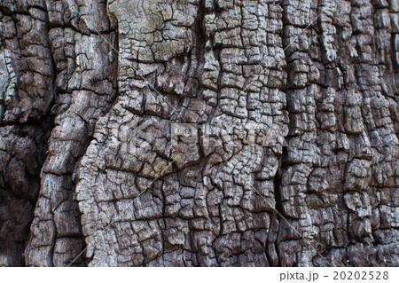 Tree bark texture, close-up 20202528